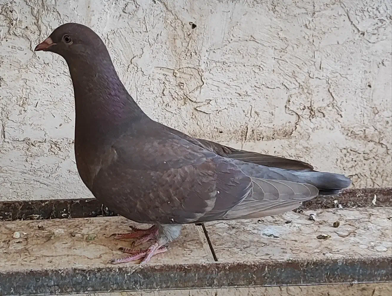 شامی سرکه ای|پرنده|اقبالیه, |دیوار