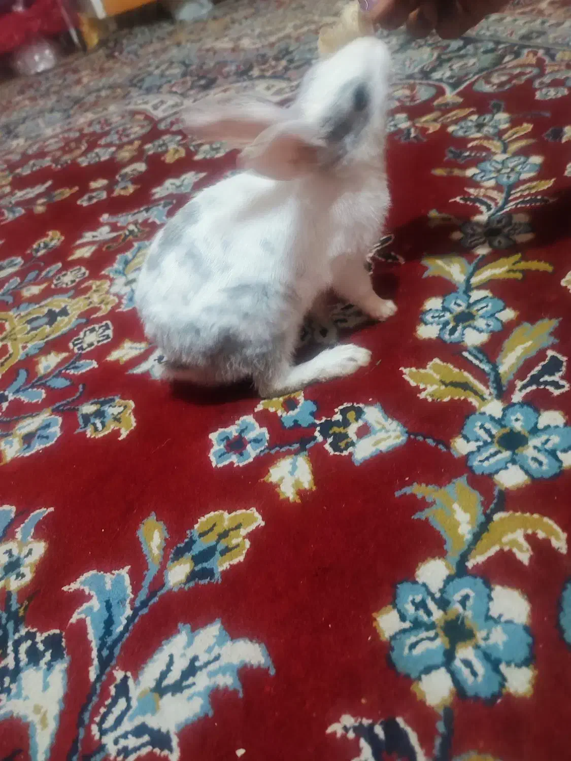 خرگوش|موش و خرگوش|برازجان, |دیوار