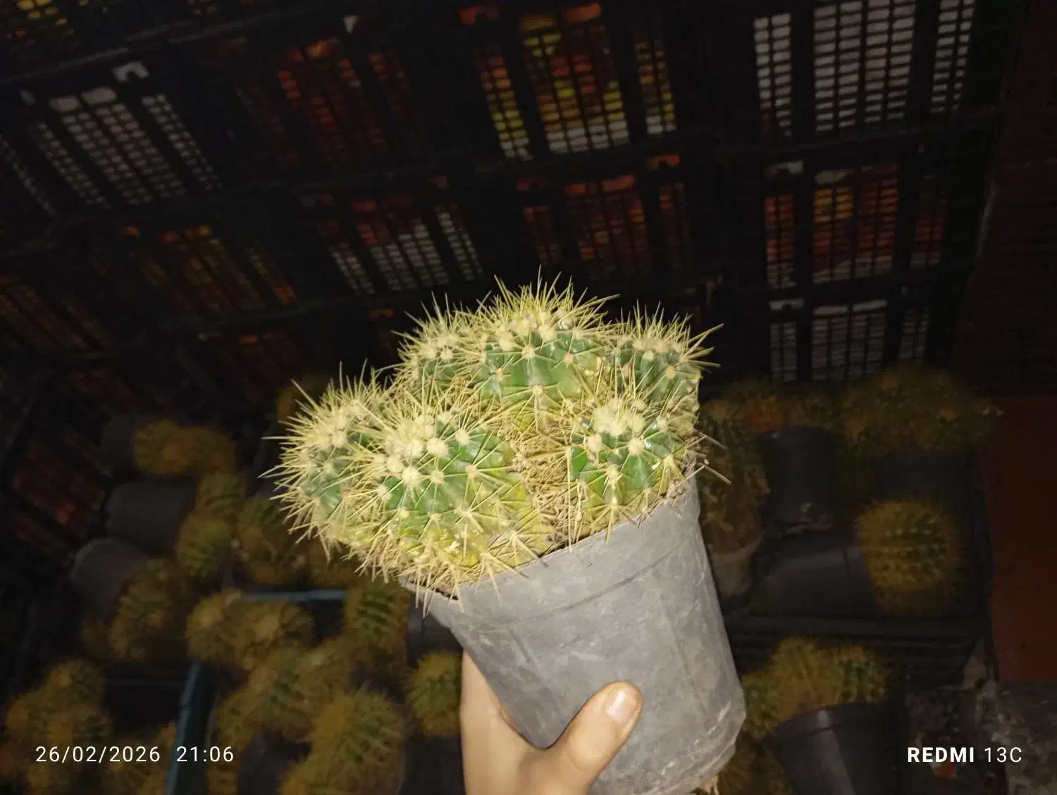 گل حراجی|گل و گیاه طبیعی|نیشابور, شهید بهشتی|دیوار