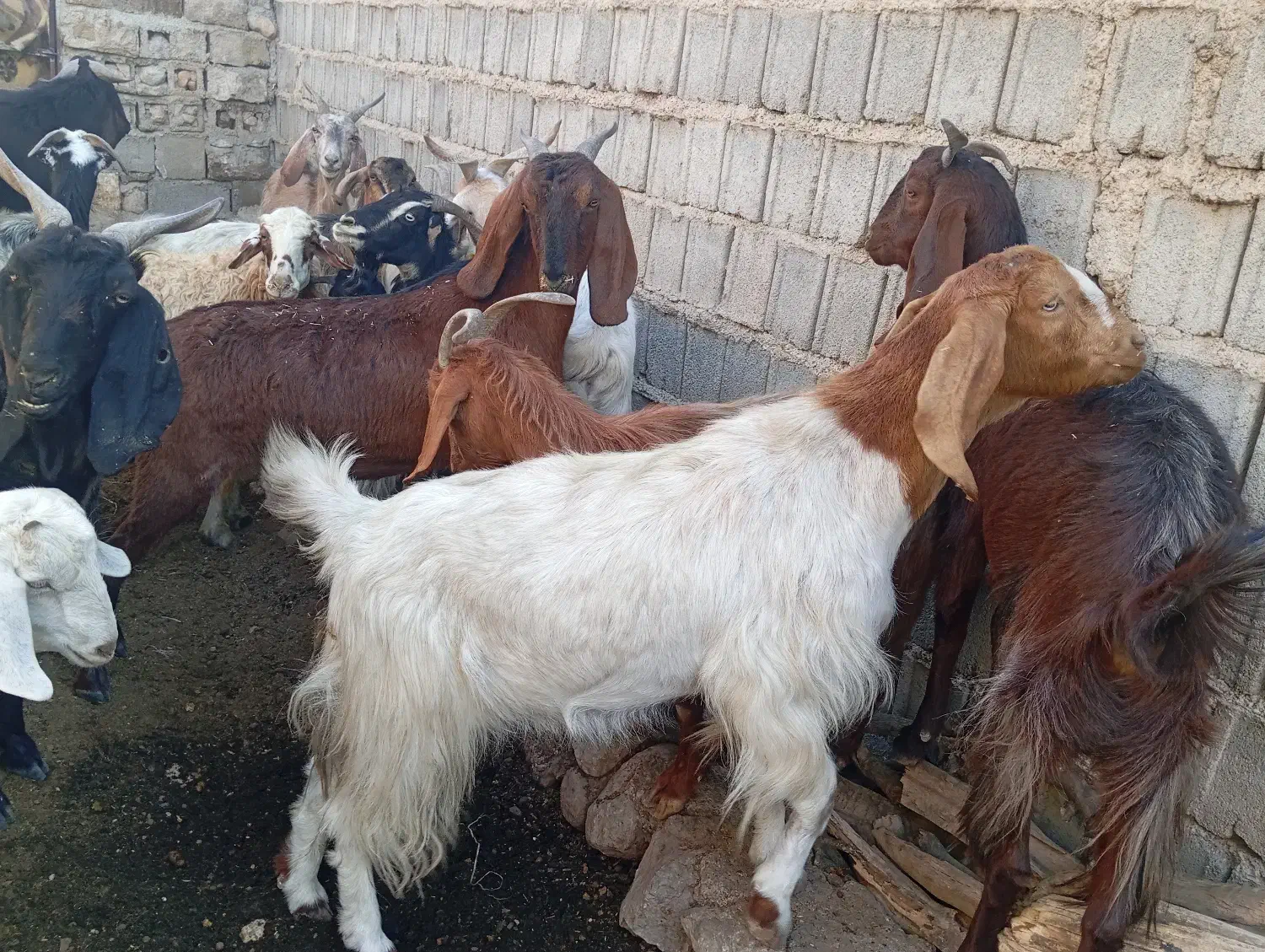 حیوان|حیوانات مزرعه|دهدشت, |دیوار