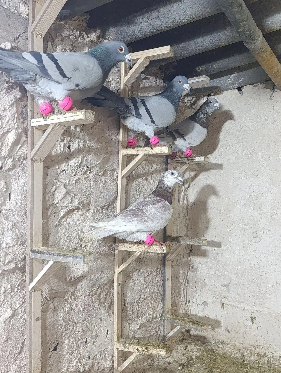 حیوون|پرنده|مشهد, مصلی (کارمندان اول)|دیوار