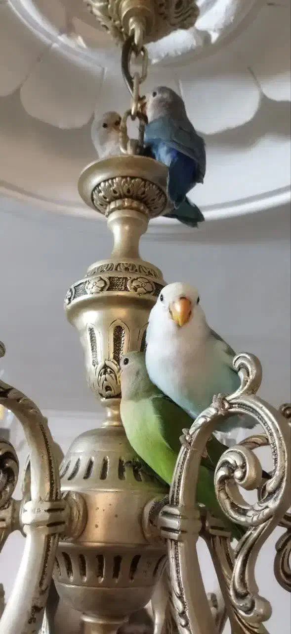 کوتوله برزیلی|پرنده|مشهد, شهرک امام هادی (شهرک غرب)|دیوار