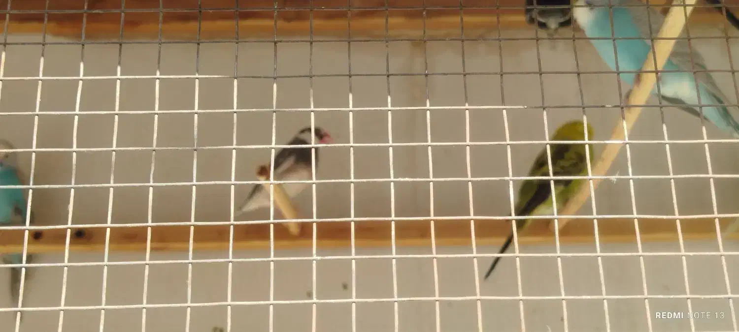 مرغ عشق|پرنده|قلعه نو, |دیوار