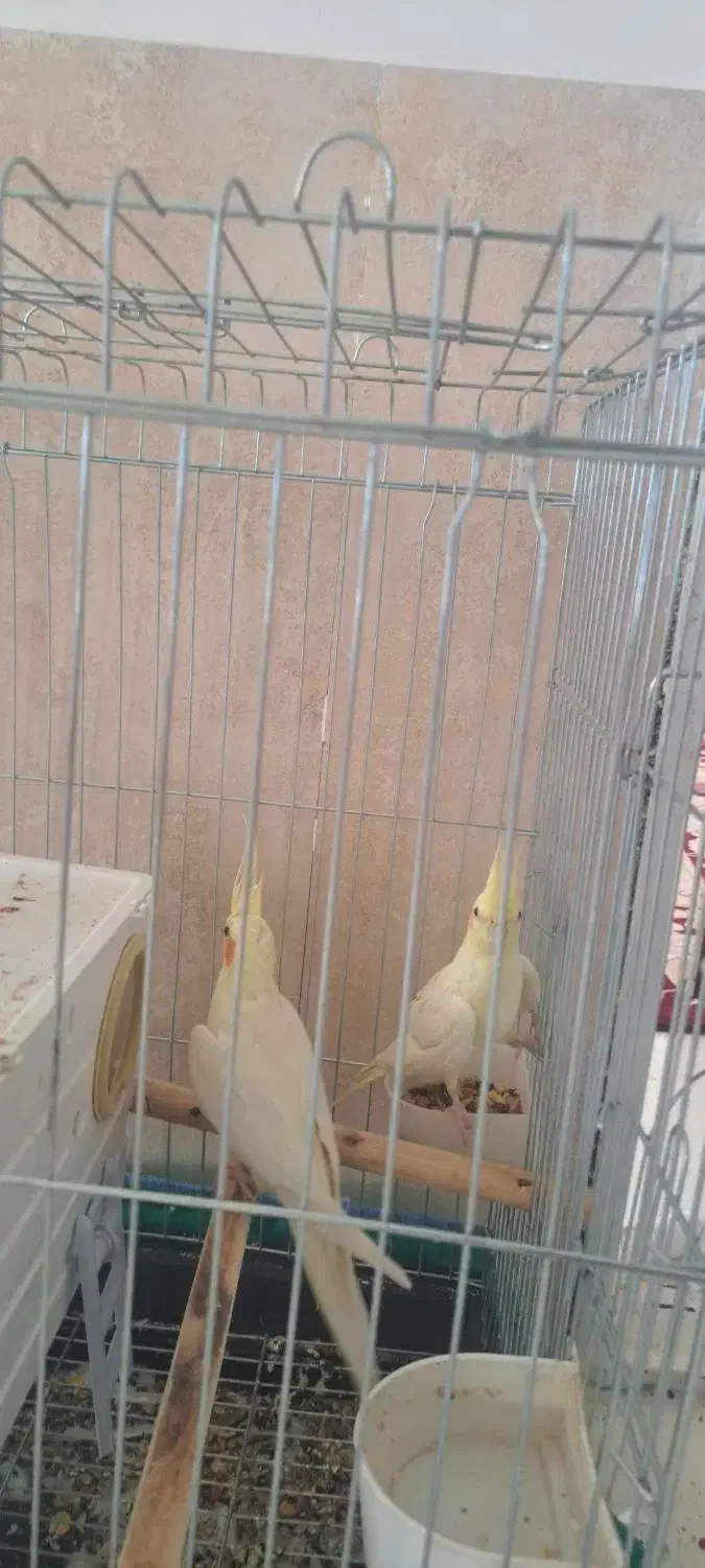 یک جفت عروس هلندی|پرنده|بافت, |دیوار