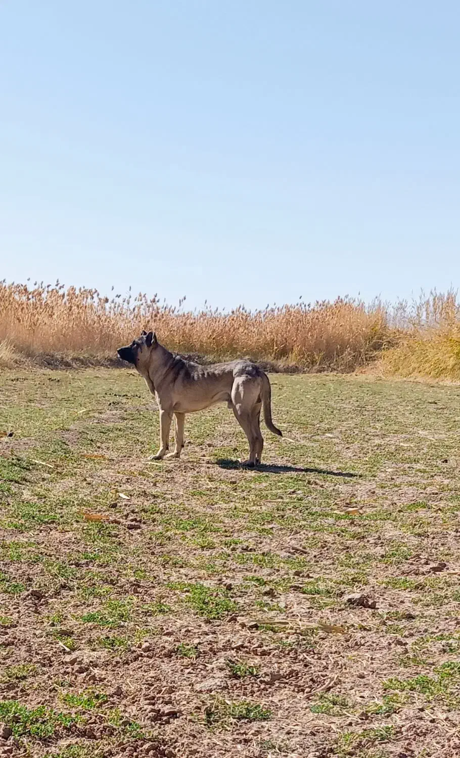 سگ سرابی|سگ|زنجانرود, |دیوار