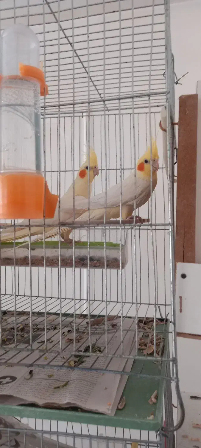 جفت مولد و جوجه عروس هلندی سرلاکی|پرنده|مرند, |دیوار