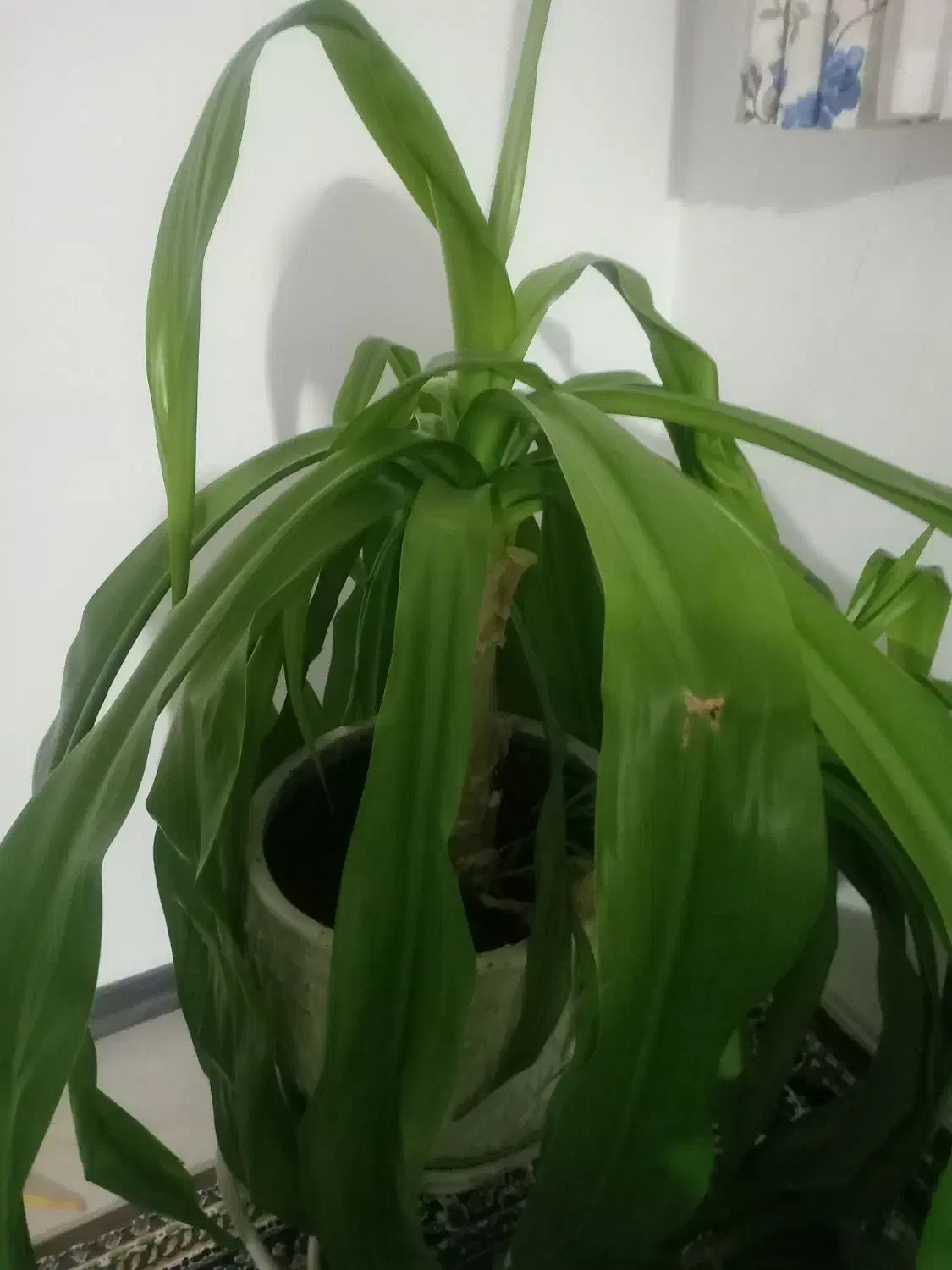 گل سوسن عنکبوتی شبیه گل ذرتی با چند تا پاجوش بزرگ|گل و گیاه طبیعی|صدرا-فارس, فاز ۱|دیوار