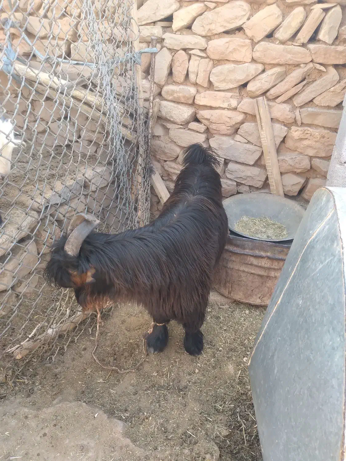 بیگ دوبری|حیوانات مزرعه|ایذه, |دیوار