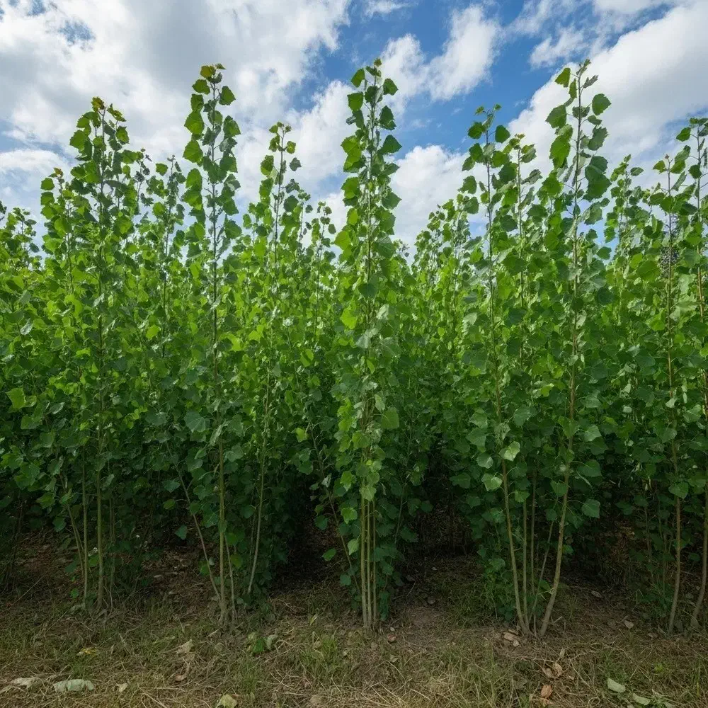 نهال نیگرا با ریشه قوی و تضمین رشد|خدمات باغبانی و درختکاری|سقز, |دیوار