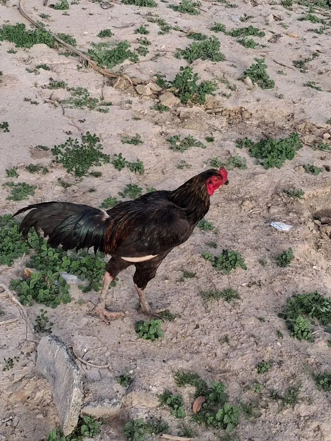 خروس|حیوانات مزرعه|رودخانه, |دیوار