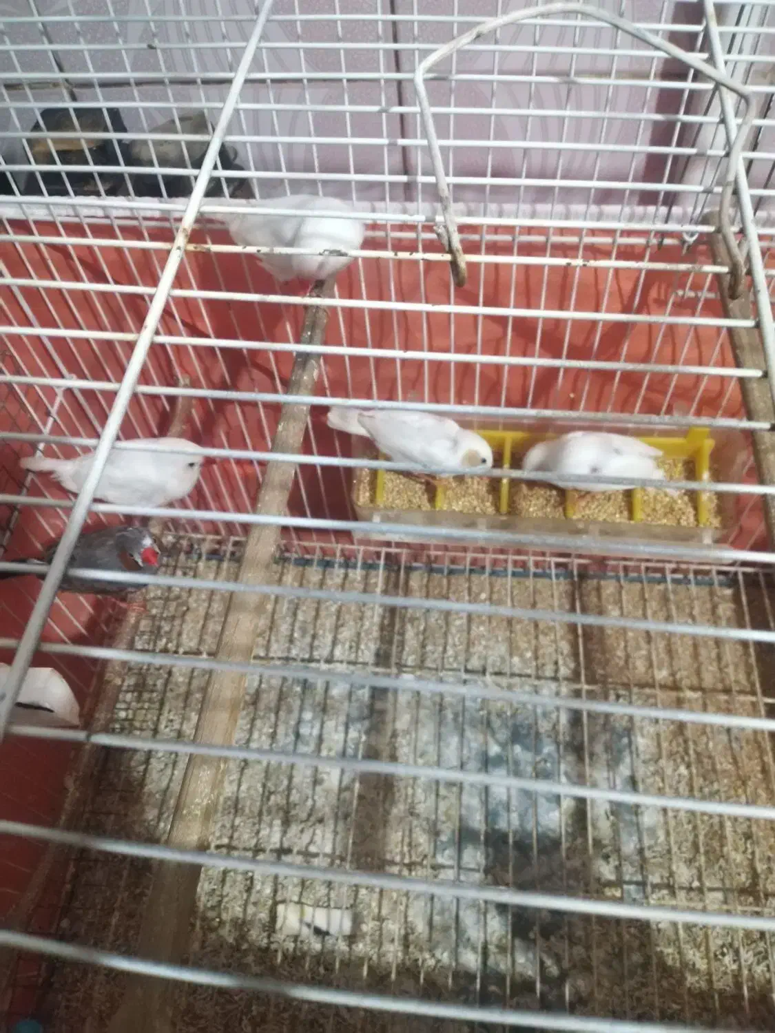 فنچ|پرنده|بندر ماهشهر, |دیوار