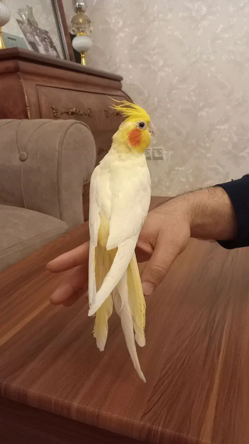 عروس هلندی|پرنده|تبریز, |دیوار