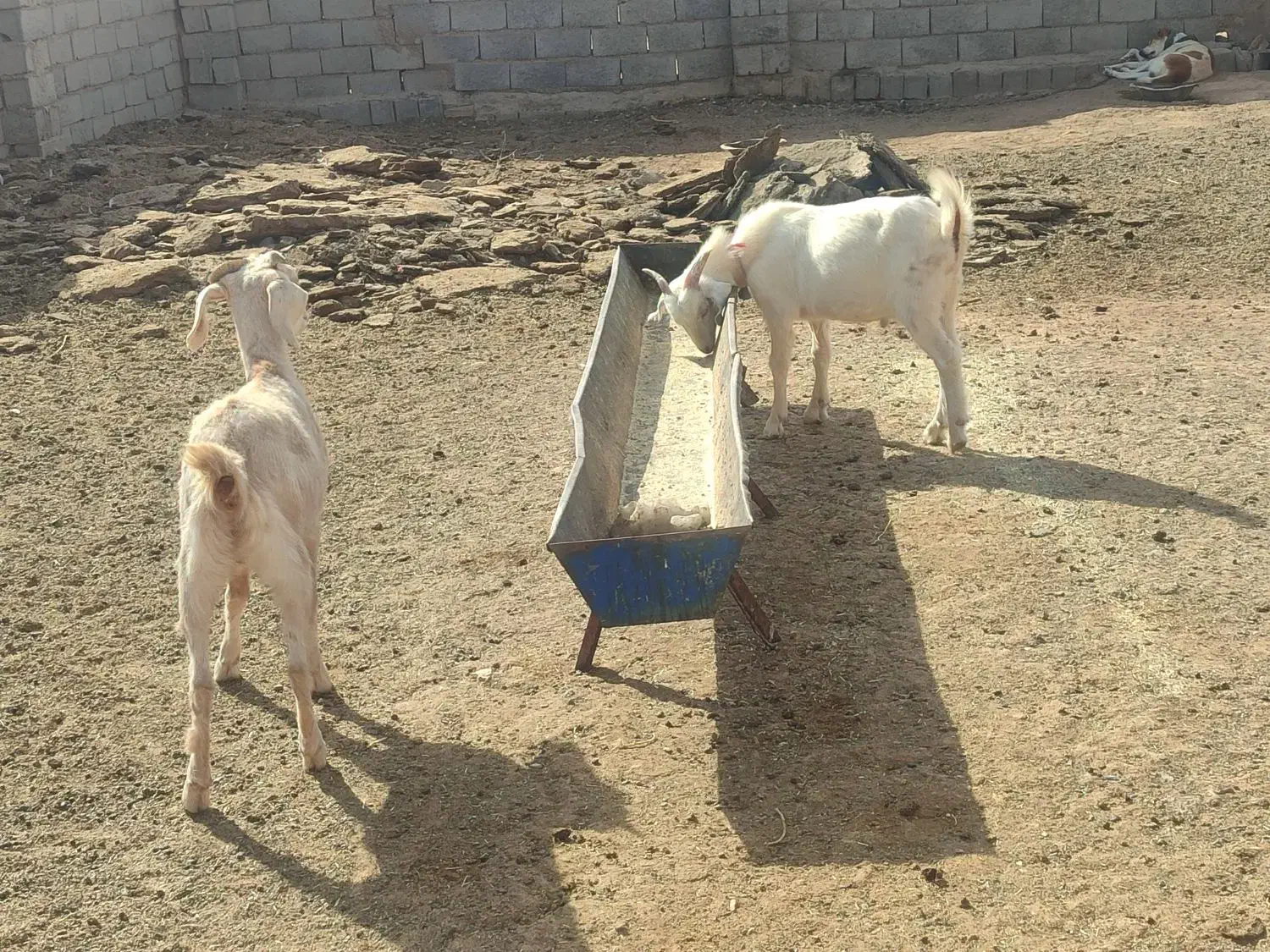 مال درجه یک وخشکل دورگ سانن|حیوانات مزرعه|تربت جام, جلگه موسی آباد|دیوار