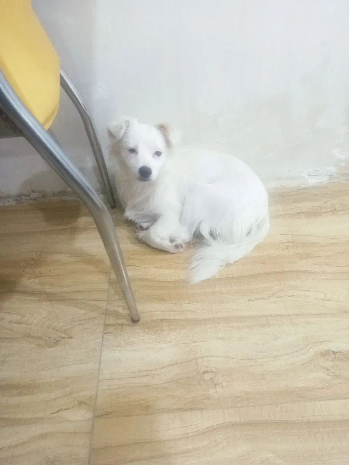 سگهای پا کوتاه|سگ|بهارستان, |دیوار