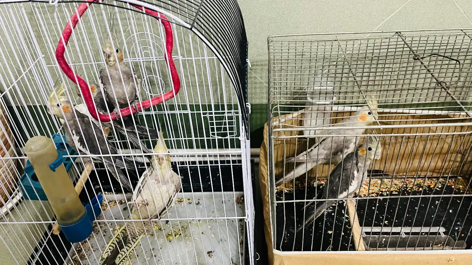 عروس هلندی|پرنده|کرج, کمالشهر|دیوار