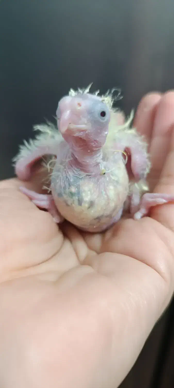 جوجه عروس هلندی فقط همین رنگ موجوده|پرنده|شاهرود, |دیوار