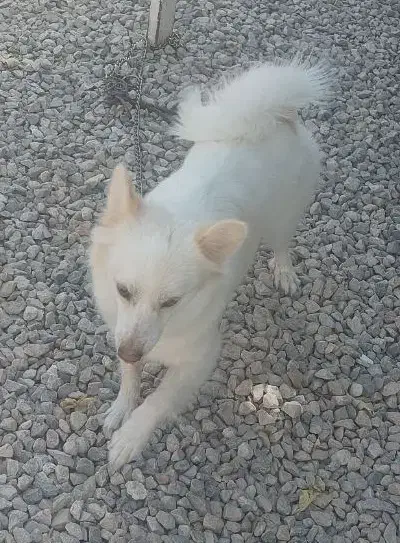 سگ خونگی ،کوپر دو ساله ماده|سگ|کازرون, |دیوار