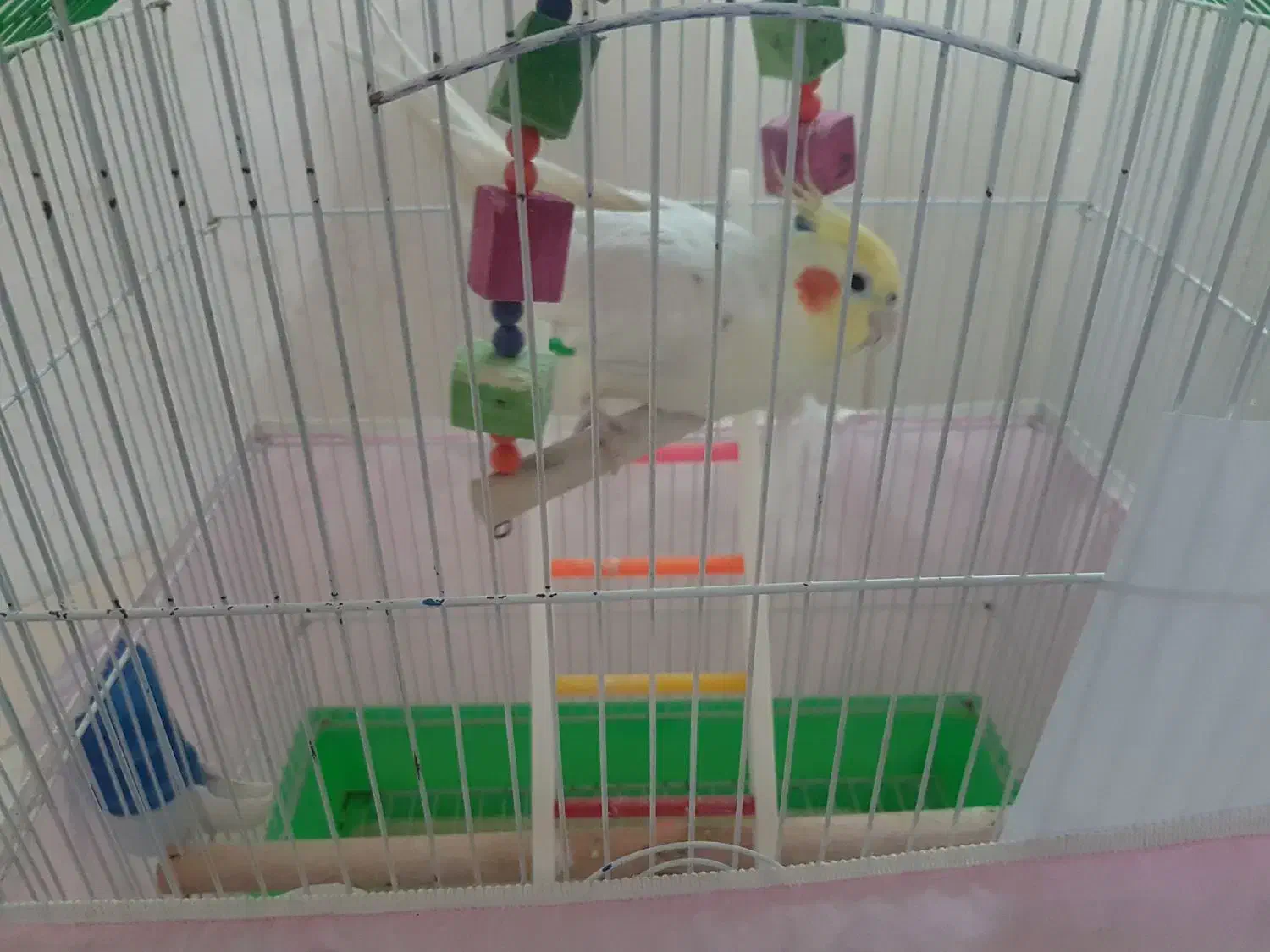 عروس هلندی|پرنده|زنجان, |دیوار