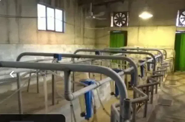 گاوداری صنعتی|فروش دفتر صنعتی، کشاورزی، تجاری|هشتگرد, شهرک راه آهن|دیوار