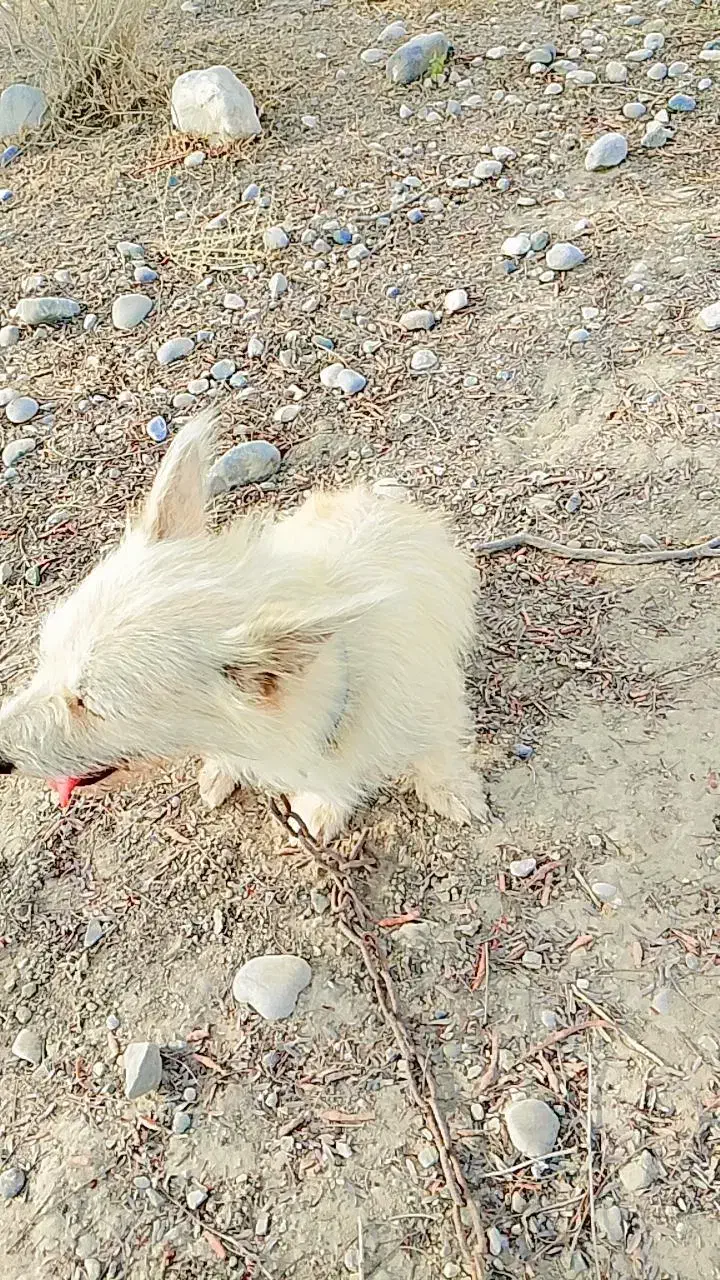 سگ تربیت شده عالی|سگ|تخت, |دیوار