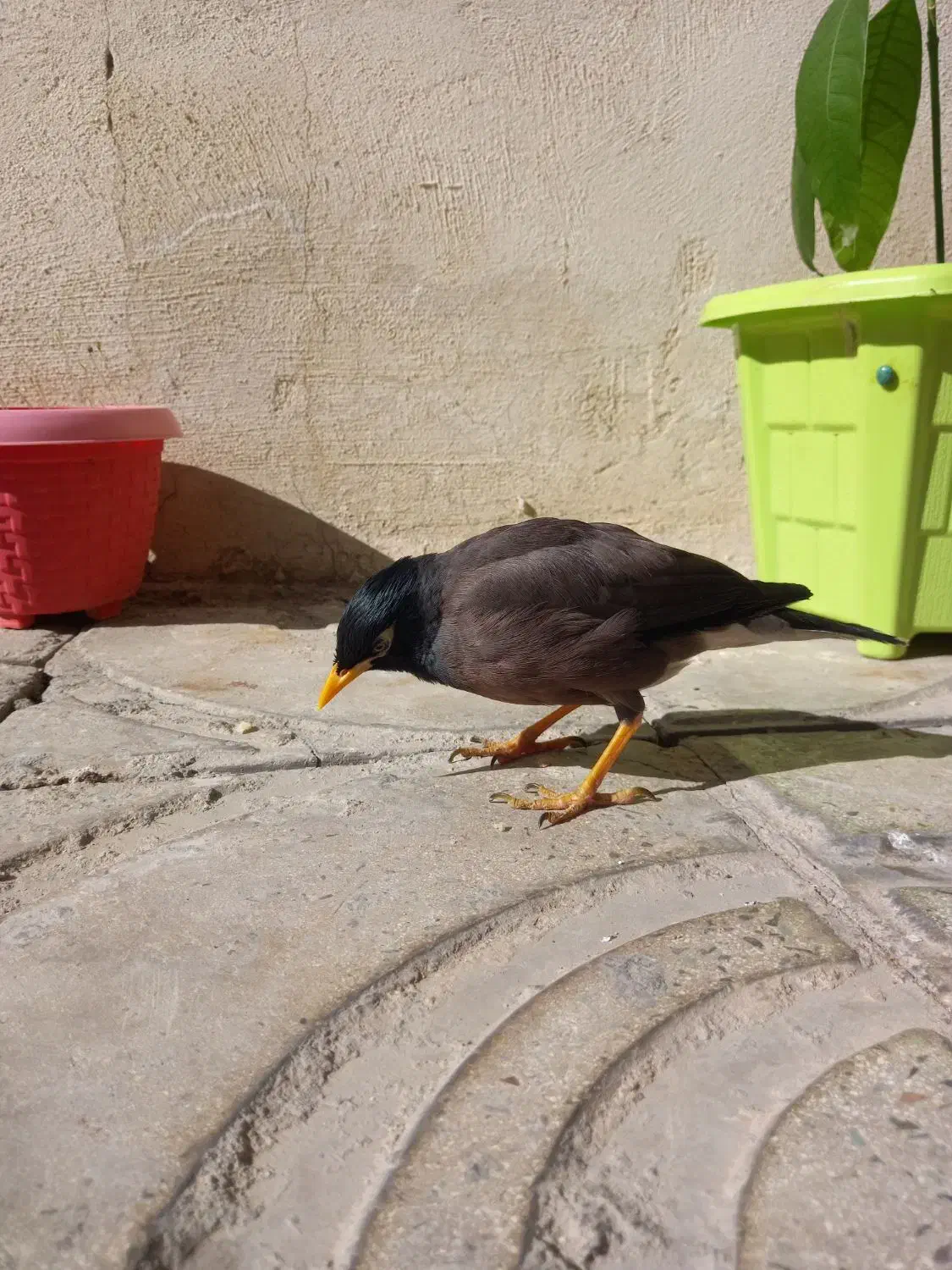 مرغ مینا|پرنده|ماهدشت, |دیوار