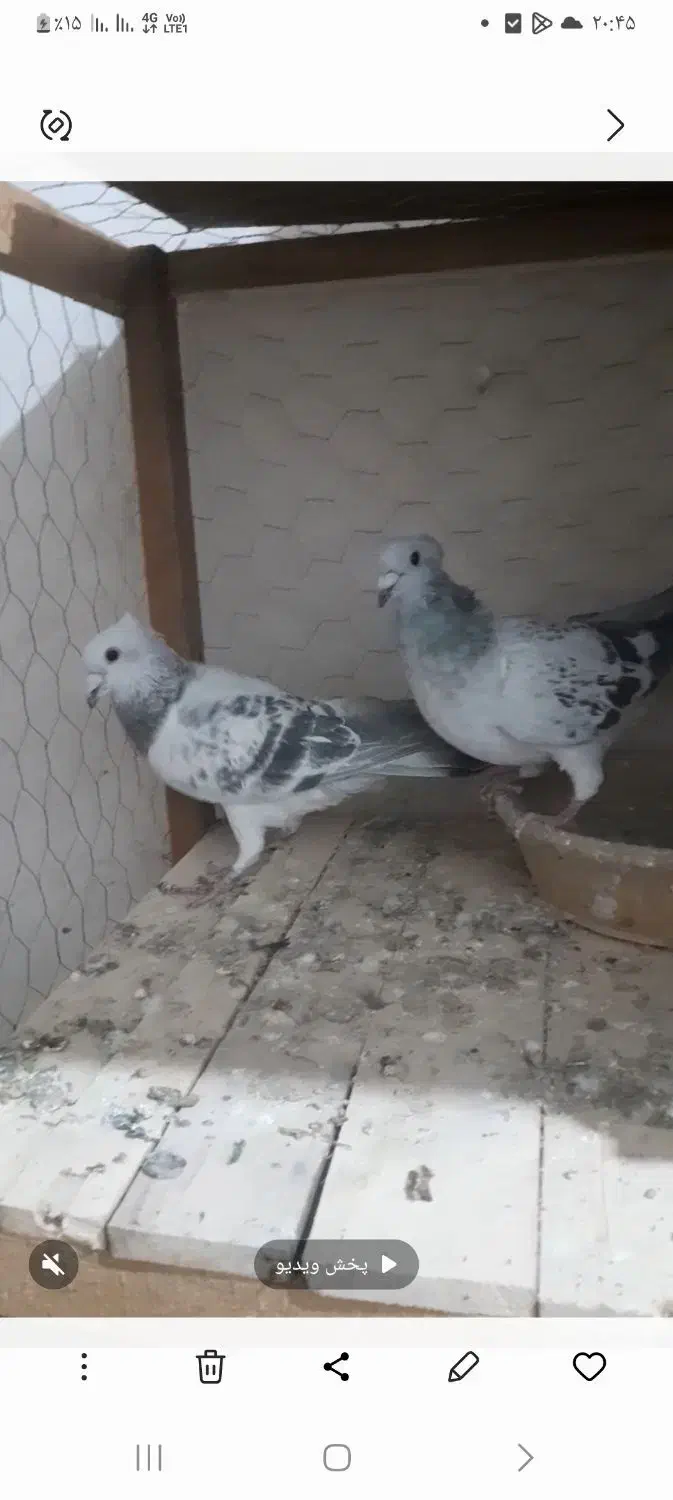 کبوتر شامی|پرنده|آشخانه, |دیوار