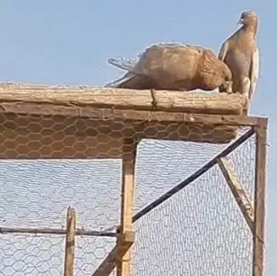 کفتروکبوتر یه جفت زرد خوشگل پرشی تهرانی|پرنده|فردیس, شهرک سپاه|دیوار