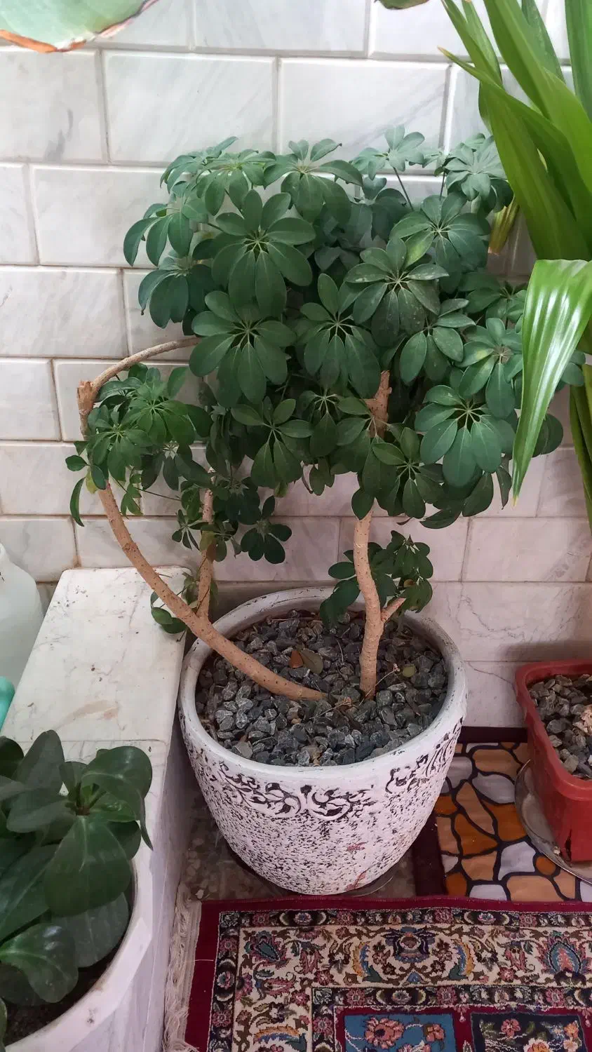 گل طبیعی|گل و گیاه طبیعی|خمینیشهر, |دیوار