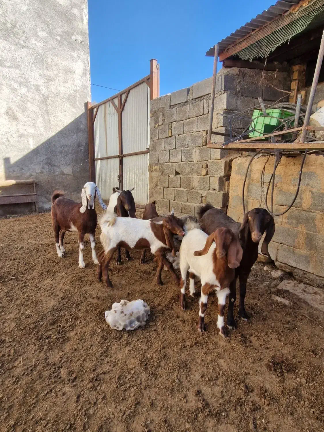 بز پاکستانی|حیوانات مزرعه|سربند, |دیوار