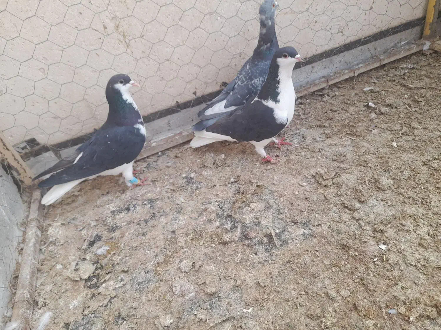 پلاکی جفتگاه وسه تا پرشی|پرنده|نیشابور, ریوند|دیوار