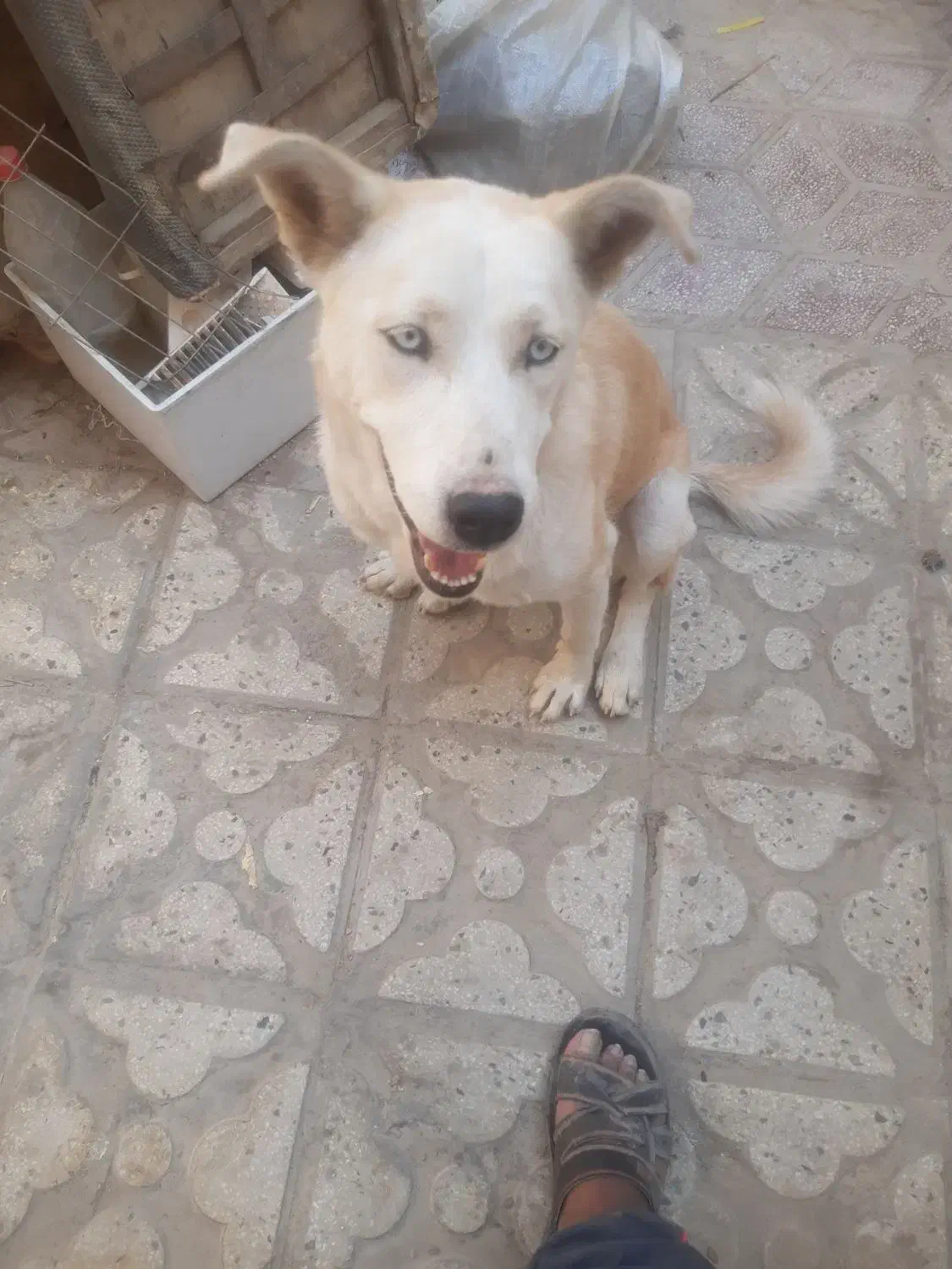 ماده هاسکی کرم|سگ|شیراز, سیاه سنگ|دیوار