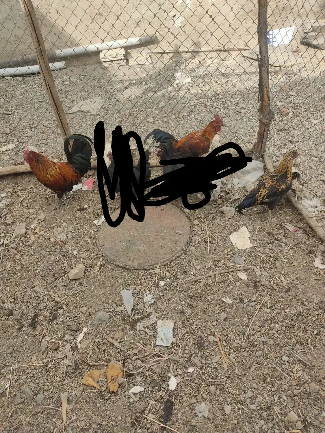 خروس|حیوانات مزرعه|ملایر, |دیوار