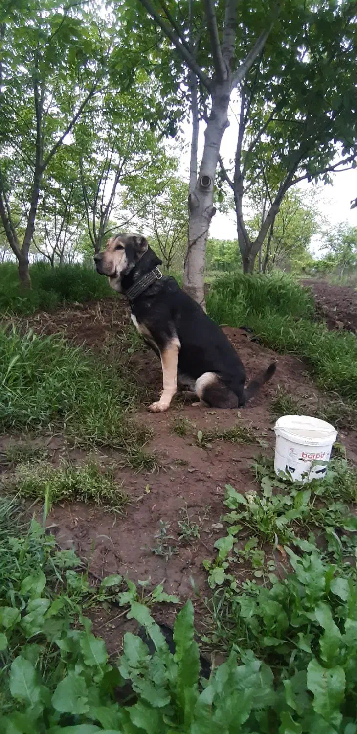 سگ پژدر ماده ی جفت امریکن بولی|سگ|علی‌آباد کتول, |دیوار