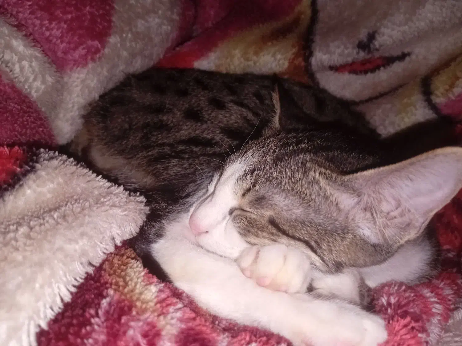 گربه پلنگی|گربه|ارومیه, |دیوار