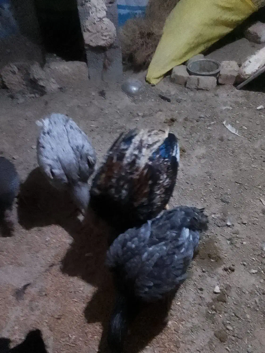 لاری و عروس هلندی سخنگو و مرغ عشق|پرنده|کنگاور, |دیوار