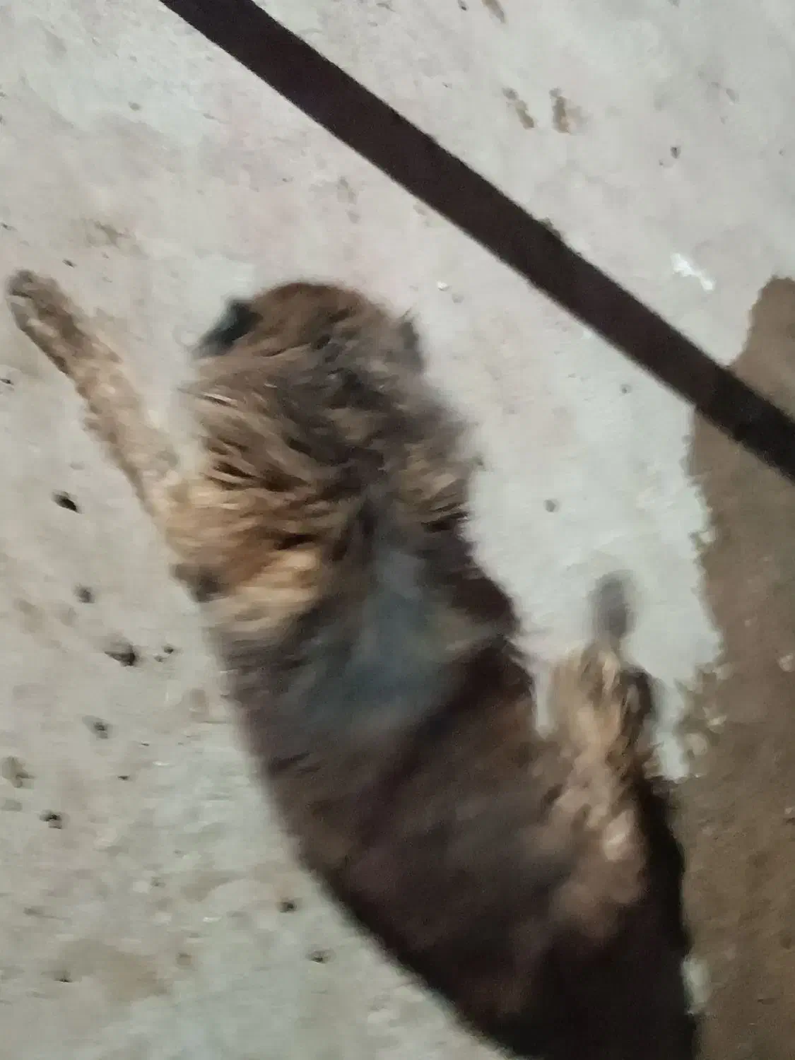 سگ گله ای جوان|سگ|صحنه, |دیوار