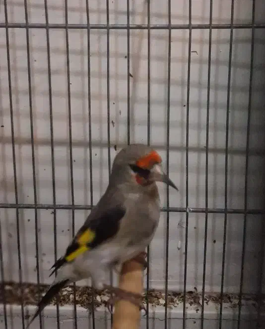 یدونه سهره نر|پرنده|قم, انصار‌الحسین|دیوار