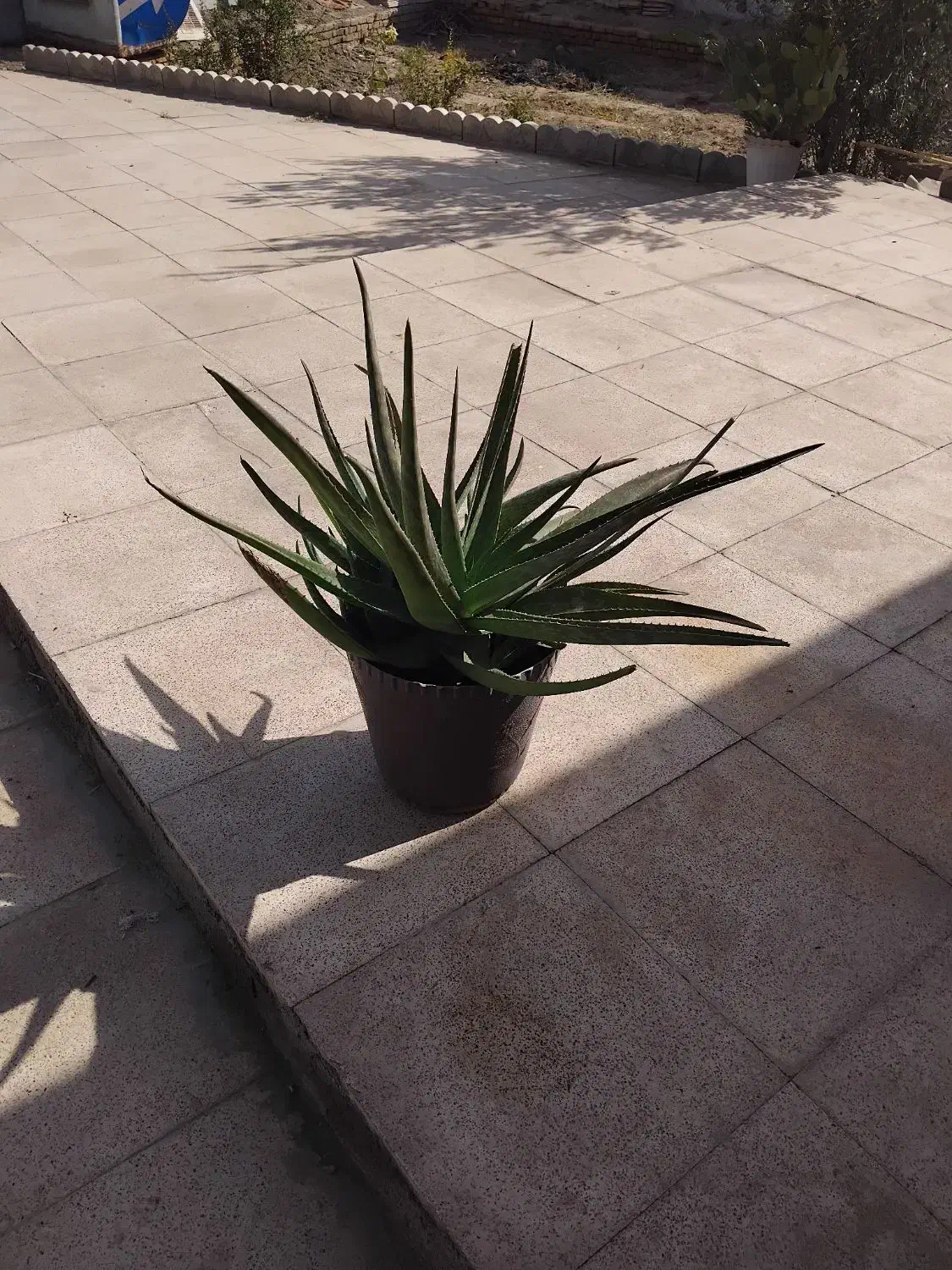 گل آلوورا سه ساله سرحال وشاداب|گل و گیاه طبیعی|کهن آباد, |دیوار