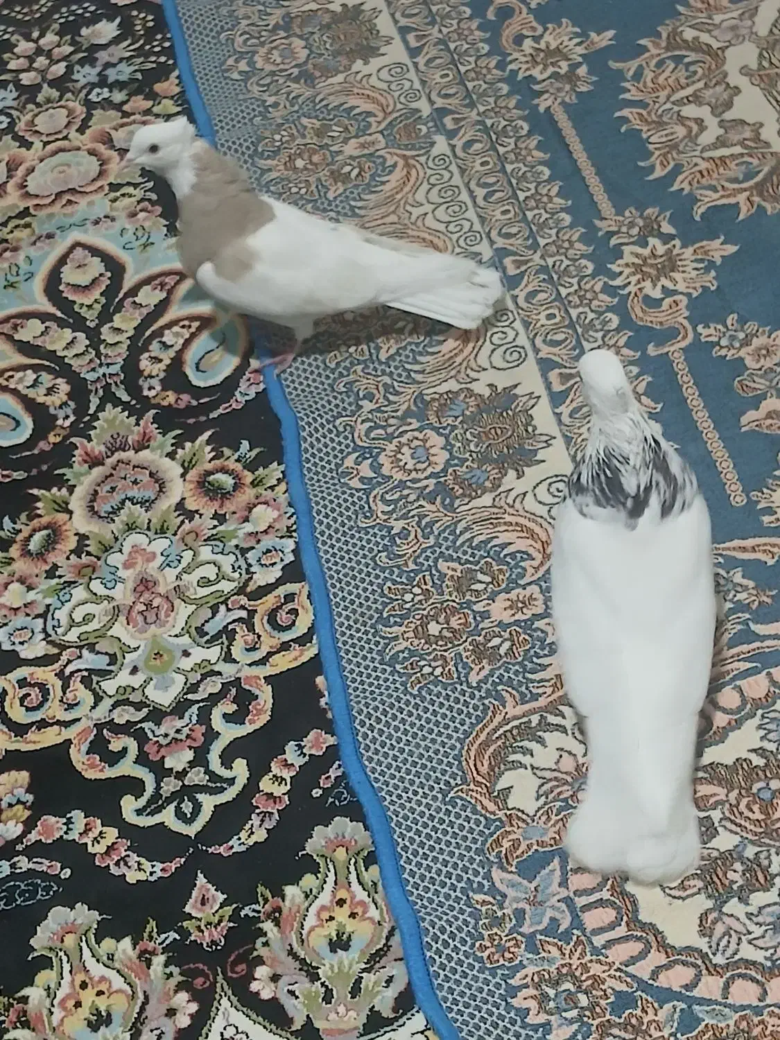 کبوتر|پرنده|کرمانشاه, |دیوار