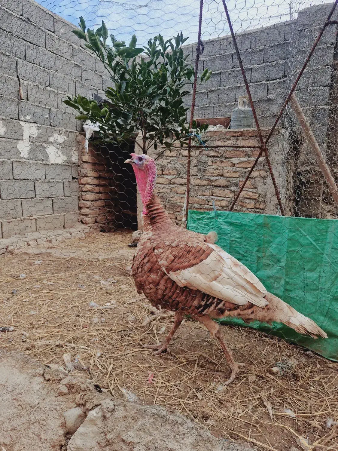 تخم بوقلمون نژاد بوربون آمریکا|حیوانات مزرعه|گرگان, |دیوار