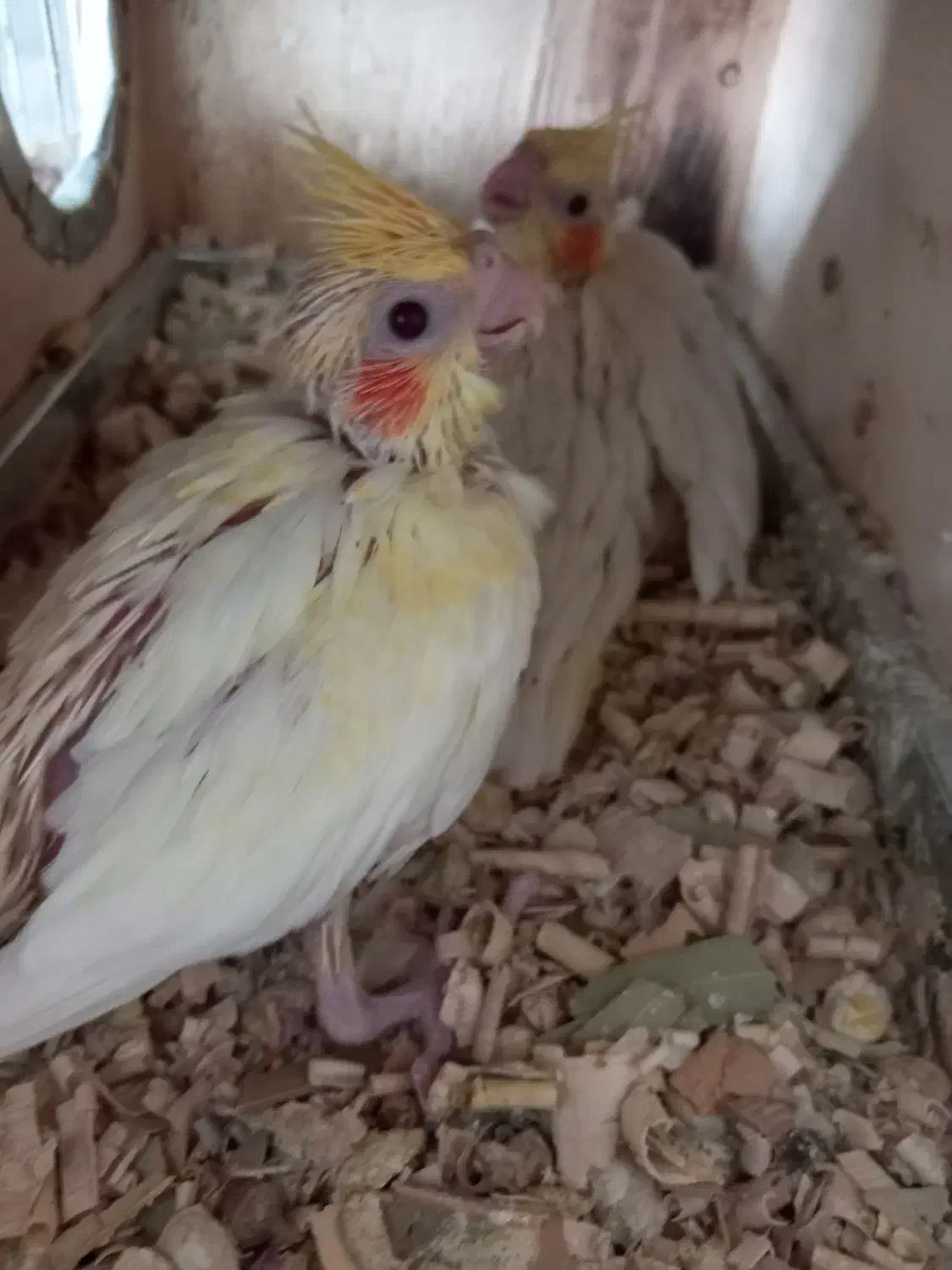 جوجه عروس هلندی|پرنده|ماکو, |دیوار