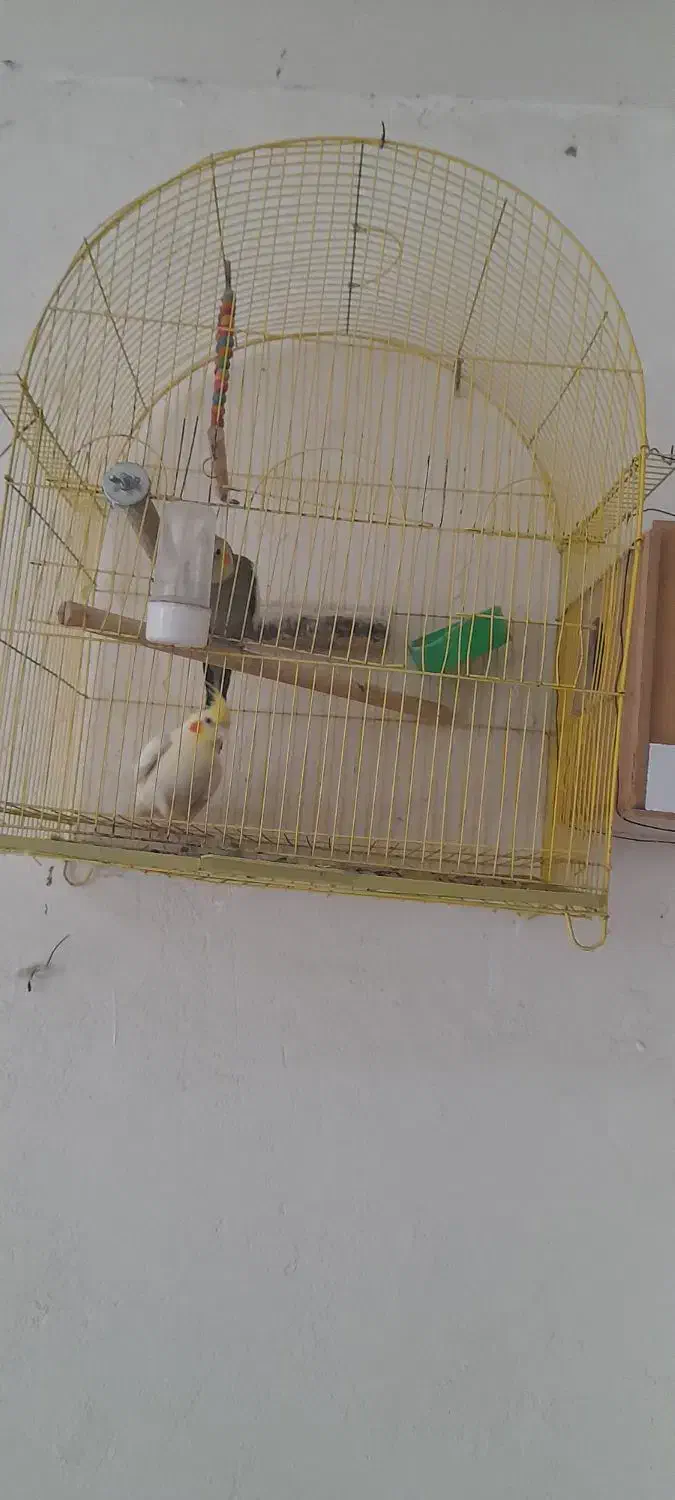 عروس هلندی|پرنده|مینودشت, |دیوار