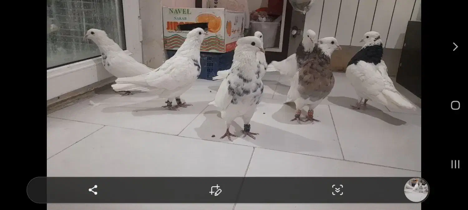 کبوتر طوقی|پرنده|پردیس, فاز ۸|دیوار