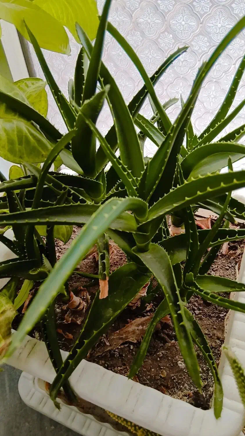 گل های بسیار شاداب|گل و گیاه طبیعی|خوی, |دیوار