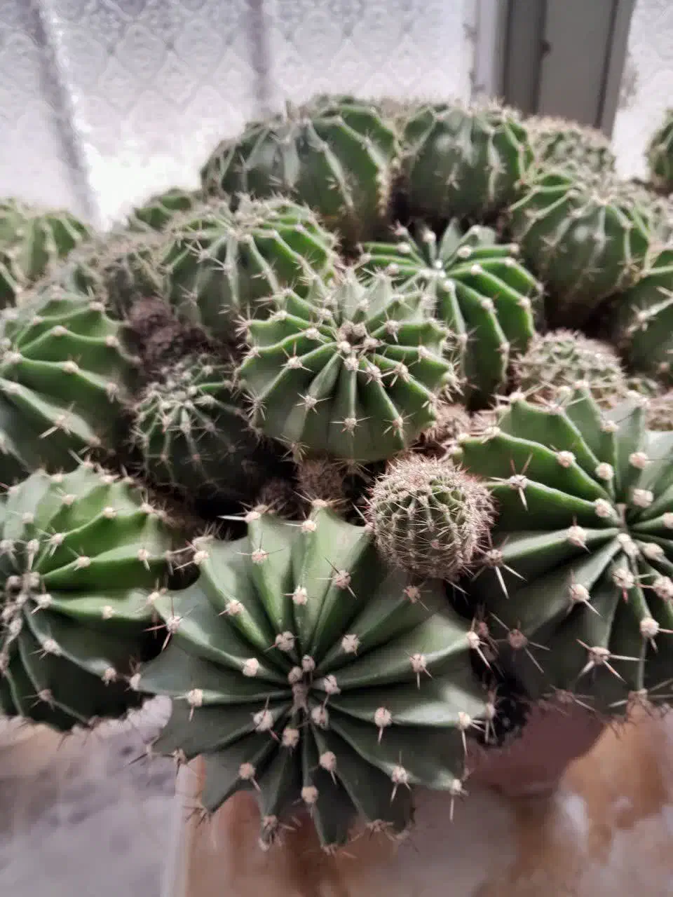 گل کاکتوس|گل و گیاه طبیعی|پیر بکران, |دیوار