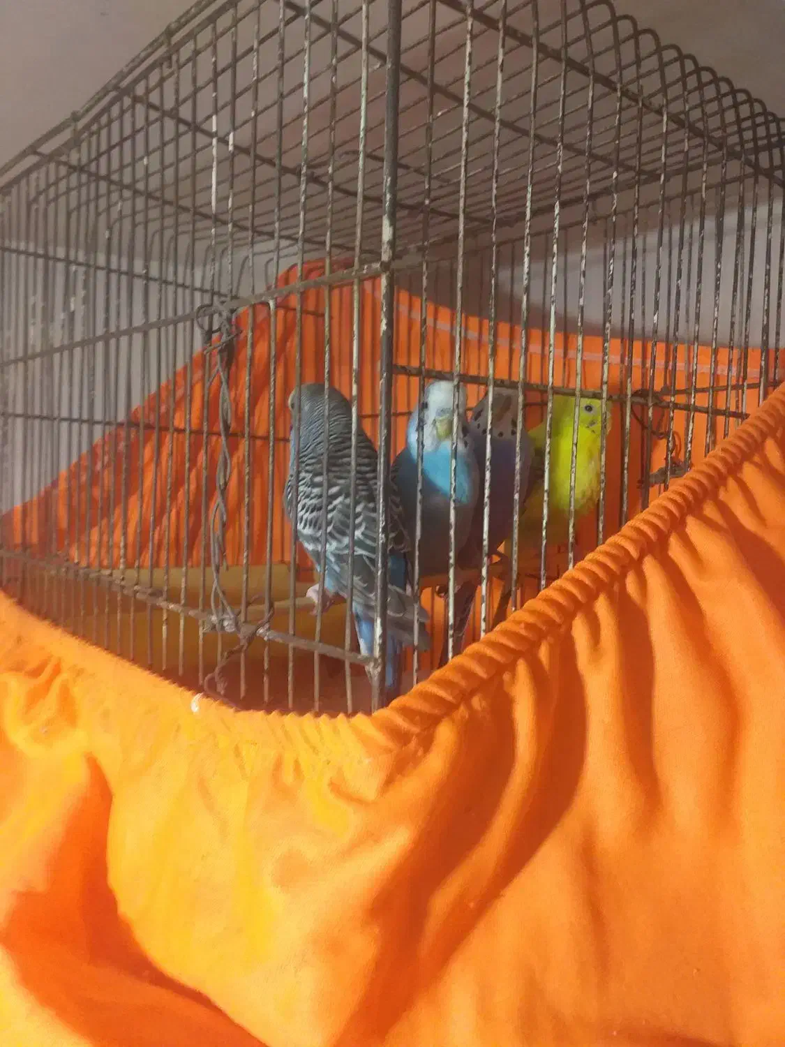 مرغ عشق باقفس|پرنده|تهران, شهرک فردوس (حسینی)|دیوار