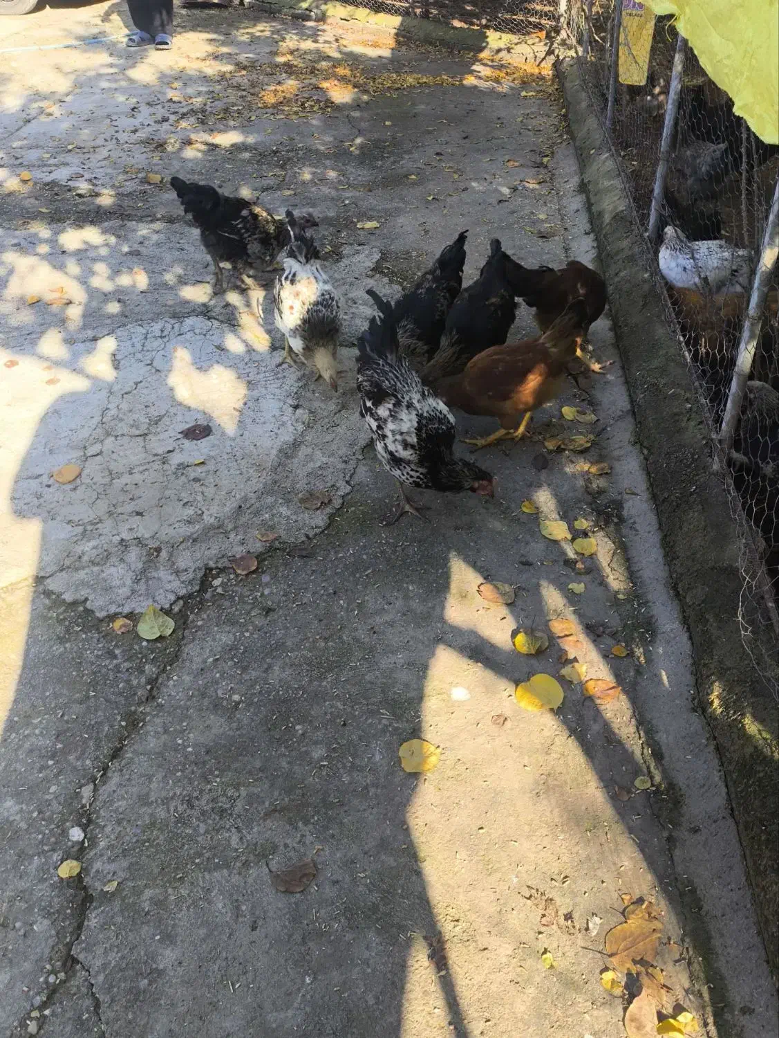 خروس نیمچه|حیوانات مزرعه|سورک, |دیوار