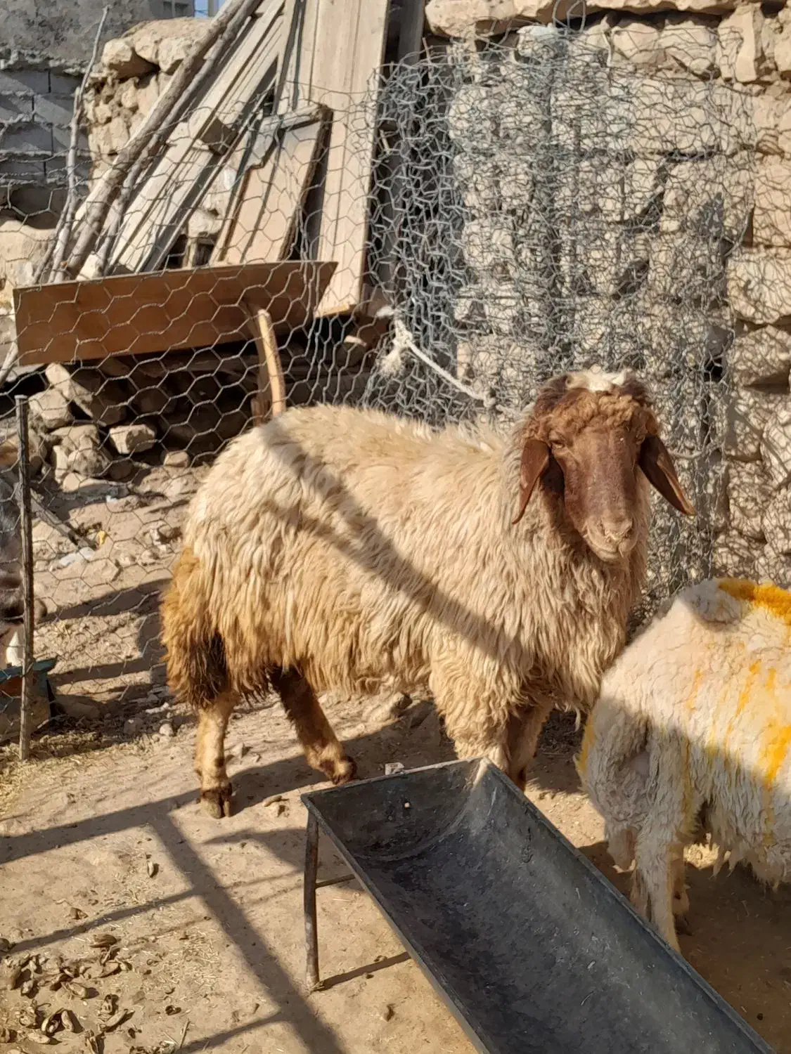 شک ورن.   بره.   قوچ.   گوسفند|حیوانات مزرعه|سیروان, |دیوار