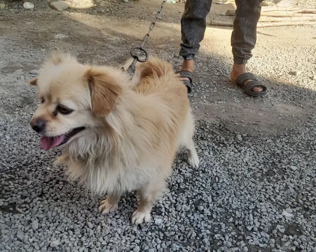 حیوان|سگ|جیرفت, |دیوار