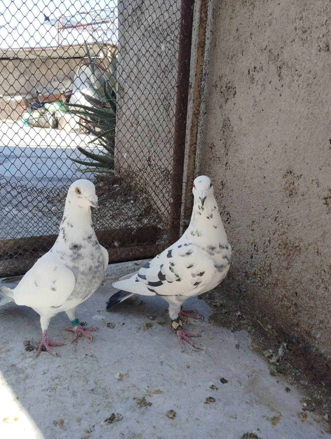 جفت گلی پلاکی|پرنده|شیراز, محراب|دیوار